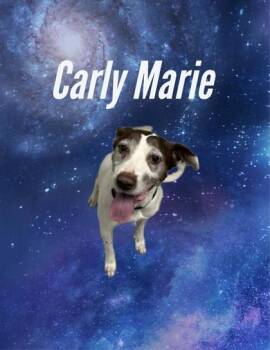 Rescue American Foxhound Dogs for Adoption in Converse, Texas - Carly Marie | PetCurious