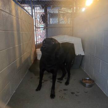 Black Labrador Retriever Dogs Available for Adoption - Mister | PetCurious