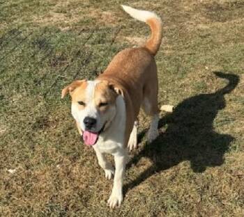 Labrador Retriever Dogs Available for Adoption in Aurora, Illinois - Sierra | PetCurious