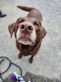 Labrador Retriever Dogs Available for Adoption in Bellingham, Washington - Danica | PetCurious