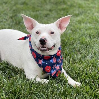 Rescue Chihuahua and Australian Cattle Dog Blue Heeler Dogs for Adoption in St. George, Utah - Diamond | PetCurious