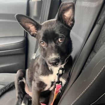 Black Labrador Retriever Dogs Available for Adoption in Austin, Texas - Moon Pie MF | PetCurious