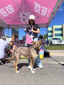 Manches -  Australian Shepherd Dog for Adoption in Clarksburg, Ontario - Manches | PetCurious