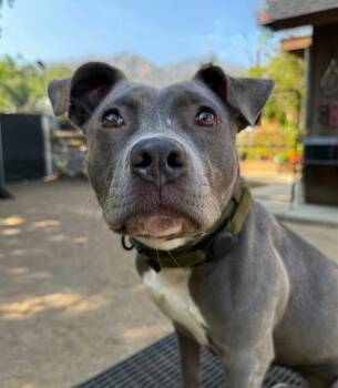 Rescue Staffordshire Bull Terrier Dogs for Adoption in Santa Monica, California - Cee Cee | PetCurious