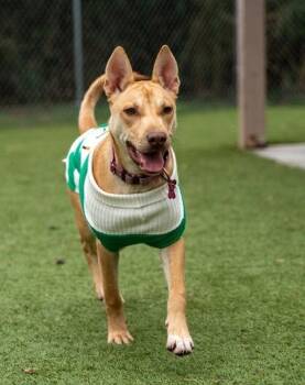 Pit Bull Terrier and Siberian Husky Dogs Available for Adoption in Houston, Texas - Mary J | PetCurious