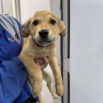 Mixed Breed and Shepherd Dogs Available for Adoption - Knox | PetCurious