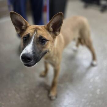 Taryn -  Shepherd and Mixed Breed Dog for Adoption in Incline Village, Nevada - Taryn | PetCurious