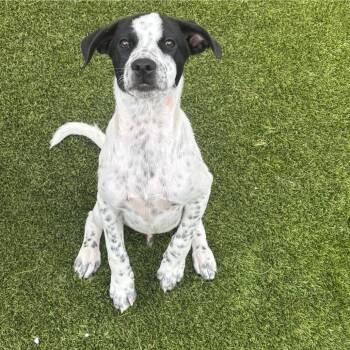 Ranch 3887 -  Labrador Retriever and Mixed Breed Dog Available for Adoption in Loxahatchee Groves, Florida - Ranch 3887 | PetCurious