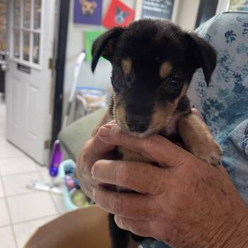 Liberty Boppity Boo -  Mixed Breed Dog for Adoption in Savannah, Georgia - Liberty Boppity Boo | PetCurious