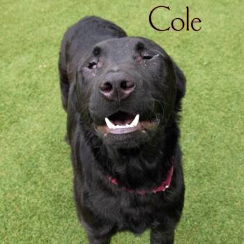 Cole -  Black Labrador Retriever and Mixed Breed Dog for Adoption in Parkersburg, West Virginia - Cole | PetCurious