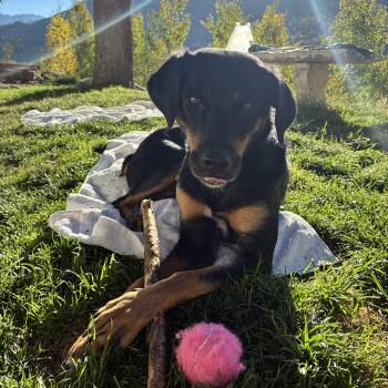 Mama Bear -  Mixed Breed Dog for Adoption in Eagle, Colorado - Mama Bear | PetCurious