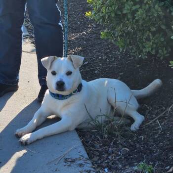Yellow Labrador Retriever and Mixed Breed Dogs Available for Adoption - Lyric - Sweetest Boy!! | PetCurious