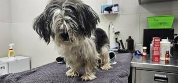 Shih Tzu and Mixed Breed Dogs Available for Adoption in Rowlett, Texas - LEMON | PetCurious