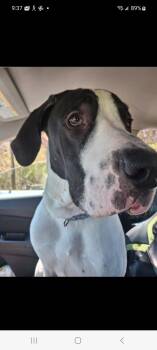 Isla -  Great Dane Dog for Adoption in Lewis Center, Ohio - Isla | PetCurious
