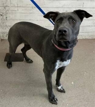 LILY -  Catahoula Leopard Dog and Labrador Retriever Dog for Adoption in San Bernardino, California - LILY | PetCurious