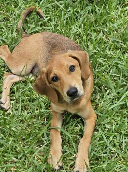 Rescue Redbone Coonhound Dogs for Adoption in Dickinson, Texas - Alvin | PetCurious