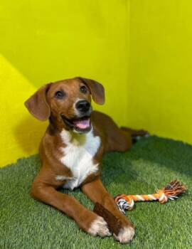 Rescue Terrier Dogs for Adoption in Santa Monica, California - Trip | PetCurious