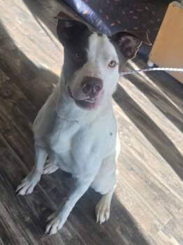 Rescue Siberian Husky and German Shorthaired Pointer Dogs for Adoption in Willmar, Minnesota - Erik | PetCurious