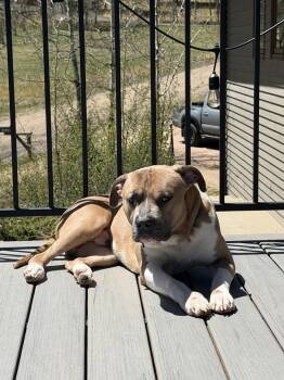 Pit Bull Terrier Dogs Available for Adoption in Broomfield, Colorado - BUGS | PetCurious