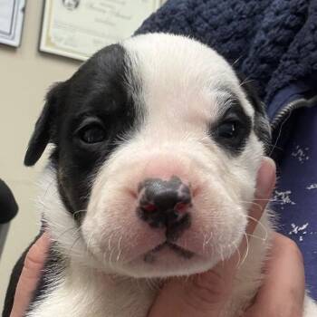 Mixed Breed Dogs Available for Adoption in Bentonville, Arkansas - Robin | PetCurious