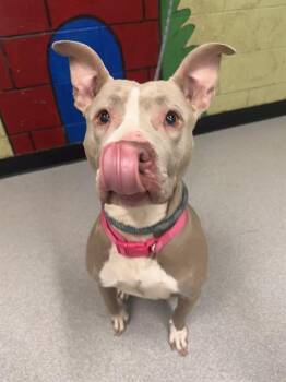 Pit Bull Terrier Dogs Available for Adoption - CANILLA | PetCurious