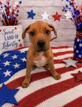 Yankee Doodle -  Mixed Breed Dog for Adoption in Bloomsburg, Pennsylvania - Yankee Doodle | PetCurious