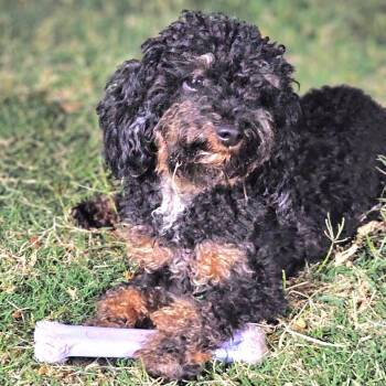 Poodle Dogs Available for Adoption in Chandler, Arizona - Mystique | PetCurious