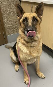 Rescue German Shepherd Dog and Mixed Breed Dogs for Adoption in Eugene, Oregon - Tater | PetCurious