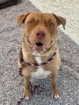 Boy Boy -  Terrier and Mixed Breed Dog for Adoption in Cincinnati, Ohio - Boy Boy | PetCurious