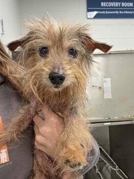 Blythe -  Yorkshire Terrier and Dachshund Dog for Adoption in Chillicothe, Ohio - Blythe | PetCurious