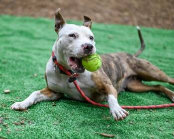 Mixed Breed Dogs Available for Adoption in Chamblee, Georgia - Honey Bee | PetCurious