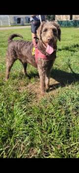 Rescue Labradoodle Dogs for Adoption in Owensboro, Kentucky - CHARLIE! | PetCurious