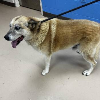 Jake -  German Shepherd Dog and Husky Dog for Adoption in Pine Bluff, Arkansas - Jake | PetCurious