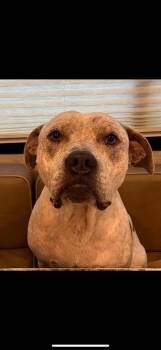 Rescue Mixed Breed and Airedale Terrier Dogs for Adoption in Magnolia, Texas - Budha | PetCurious