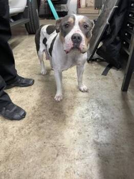 Pit Bull Terrier and Mixed Breed Dogs Available for Adoption - Mami | PetCurious