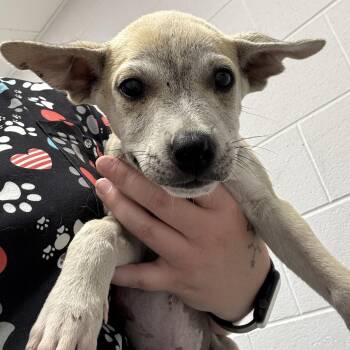 Syrax -  Husky Dog for Adoption in Allegan, Michigan - Syrax | PetCurious