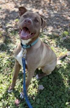 Tatum -  Mixed Breed Dog for Adoption in Batavia, Ohio - Tatum | PetCurious
