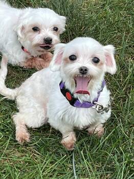Rescue Maltese Dogs for Adoption in Cedar Rapids, Iowa - Dorothy | PetCurious