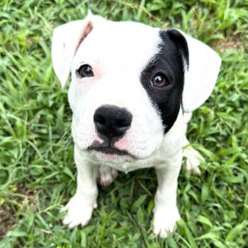Peaches -  Pit Bull Terrier Dog for Adoption in Smithfield, North Carolina - Peaches | PetCurious