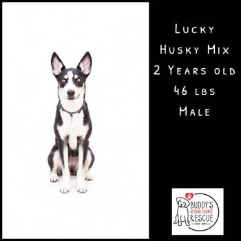 Lucky -  Husky Dog for Adoption - Lucky | PetCurious