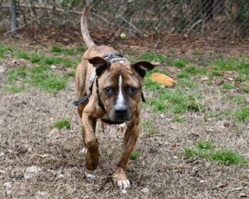 Mixed Breed Dogs Available for Adoption in West Chester, Pennsylvania - Kringle | PetCurious