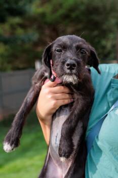 Roo -  Mixed Breed Dog for Adoption in Gainesville, Virginia - Roo | PetCurious