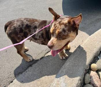 Stori -  Pembroke Welsh Corgi Dog for Adoption in Littleton, Colorado - Stori | PetCurious