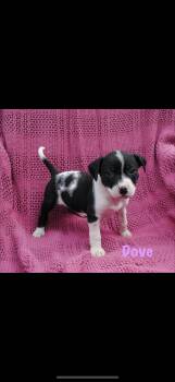 Dove -  American Staffordshire Terrier Dog for Adoption in Seaside Heights, New Jersey - Dove | PetCurious