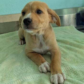 Nutter Butter 0769 -  Labrador Retriever and Mixed Breed Dog for Adoption in Loxahatchee Groves, Florida - Nutter Butter 0769 | PetCurious