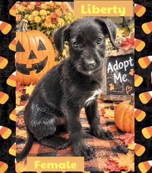 Liberty -  Dachshund Dog for Adoption in Manchester, Connecticut - Liberty | PetCurious