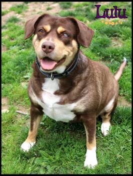 Labrador Retriever Dogs Available for Adoption in Shippenville, Pennsylvania - Lulu | PetCurious