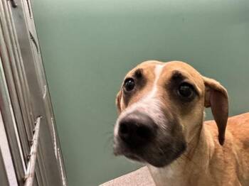 RUBY -  Pit Bull Terrier and Mixed Breed Dog for Adoption in Kalamazoo, Michigan - RUBY | PetCurious