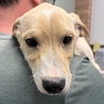Mixed Breed Dogs Available for Adoption in Skokie, Illinois - Rio | PetCurious