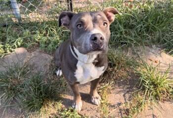 MARISA -  Staffordshire Bull Terrier and Mixed Breed Dog for Adoption in Houston, Texas - MARISA | PetCurious